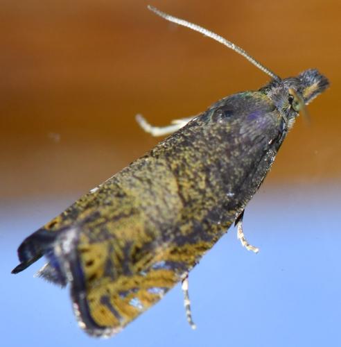 Réf. 303 633 : Dichrorampha sp.